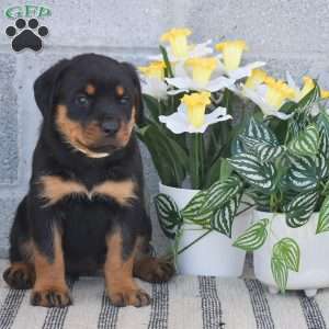 Nikki, Rottweiler Puppy