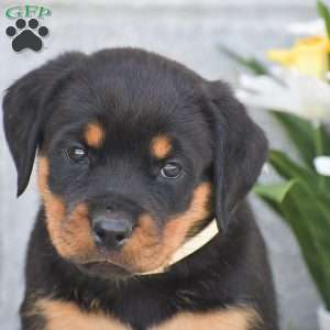 Nikki, Rottweiler Puppy