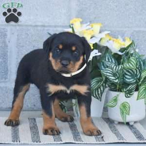 Nikki, Rottweiler Puppy