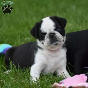 Sparky, Pug Puppy
