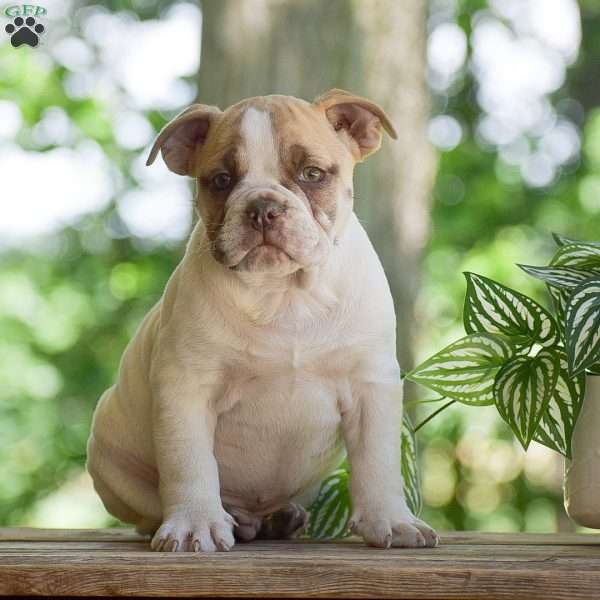 Angus, Olde English Bulldogge Puppy