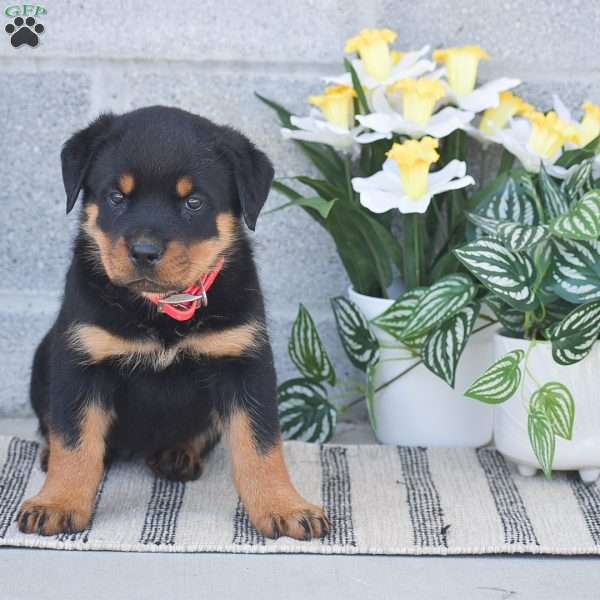 Nala, Rottweiler Puppy