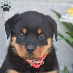 Nala, Rottweiler Puppy