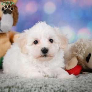 Milo, Maltipoo Puppy