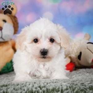 Milo, Maltipoo Puppy