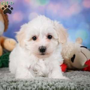 Milo, Maltipoo Puppy