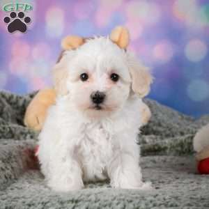 Milo, Maltipoo Puppy