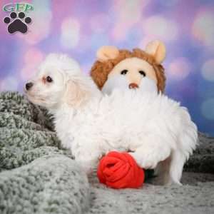 Milo, Maltipoo Puppy