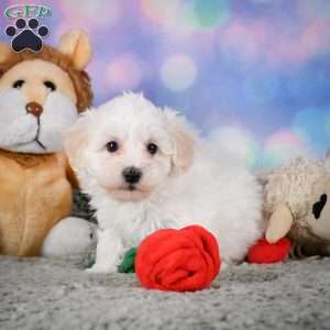 Milo, Maltipoo Puppy