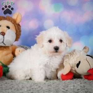 Milo, Maltipoo Puppy