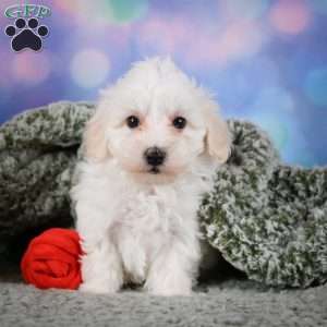 Milo, Maltipoo Puppy