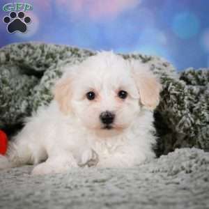 Milo, Maltipoo Puppy