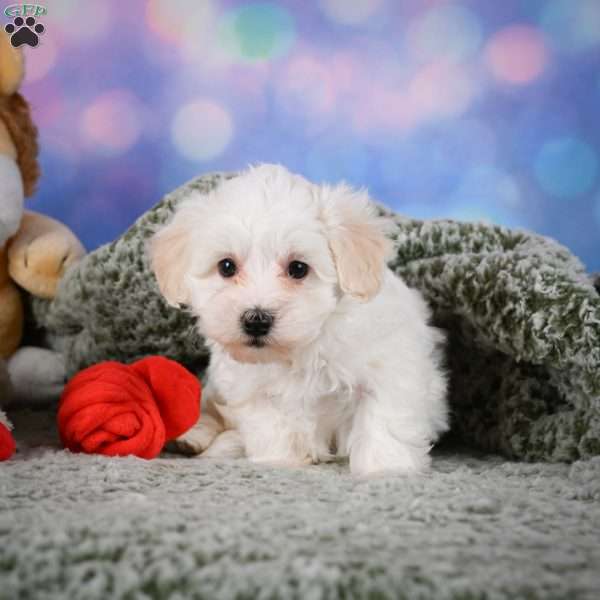 Milo, Maltipoo Puppy