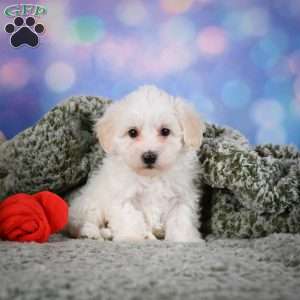 Milo, Maltipoo Puppy