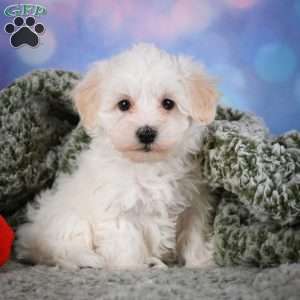 Milo, Maltipoo Puppy