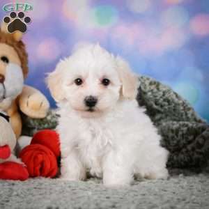 Milo, Maltipoo Puppy
