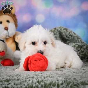 Milo, Maltipoo Puppy