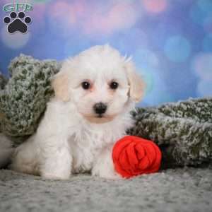 Milo, Maltipoo Puppy