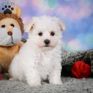 Dexter, Maltipoo Puppy