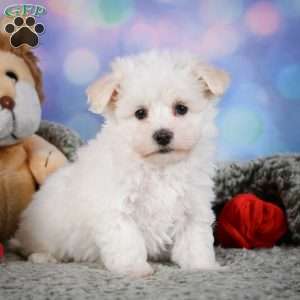 Dexter, Maltipoo Puppy