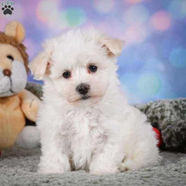 Dexter, Maltipoo Puppy