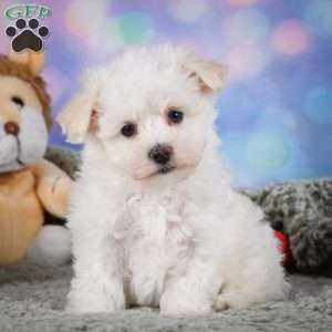 Dexter, Maltipoo Puppy