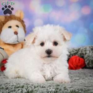 Dexter, Maltipoo Puppy