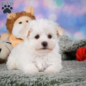 Dexter, Maltipoo Puppy