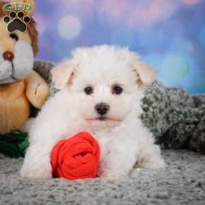 Dexter, Maltipoo Puppy