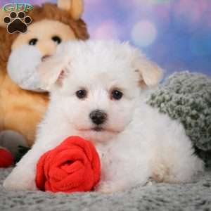 Dexter, Maltipoo Puppy