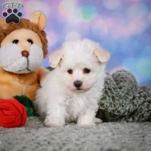 Dexter, Maltipoo Puppy