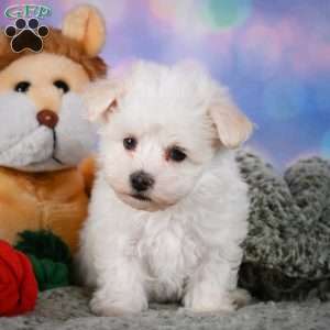 Dexter, Maltipoo Puppy