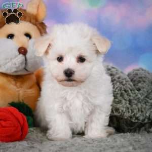 Dexter, Maltipoo Puppy