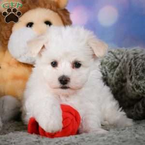 Dexter, Maltipoo Puppy