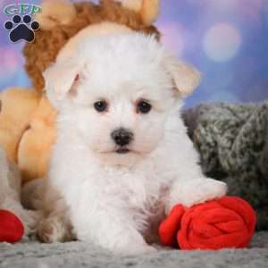 Dexter, Maltipoo Puppy