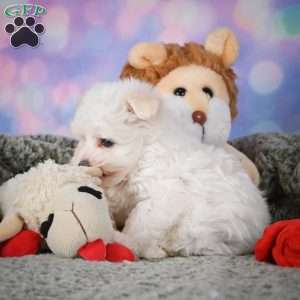 Dexter, Maltipoo Puppy