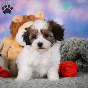 Ruby, Maltipoo Puppy