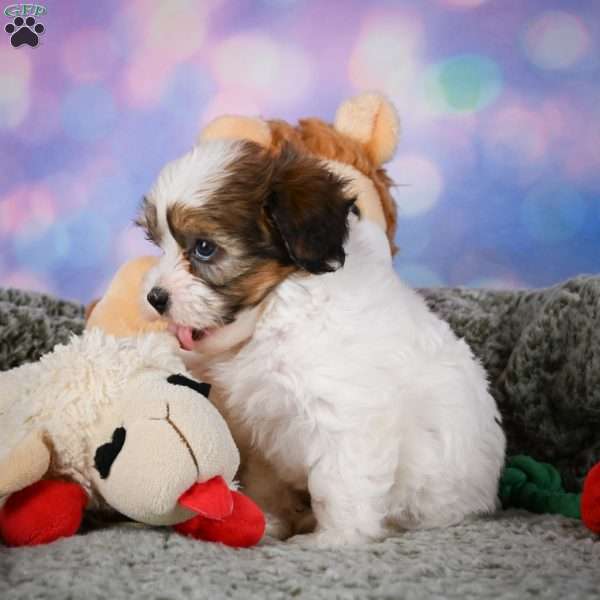 Ruby, Maltipoo Puppy