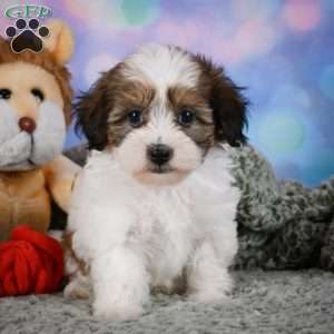Ruby, Maltipoo Puppy