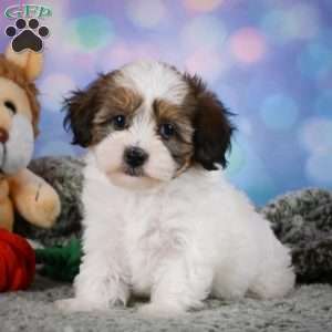 Ruby, Maltipoo Puppy