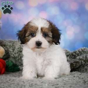 Ruby, Maltipoo Puppy