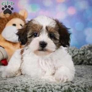 Ruby, Maltipoo Puppy