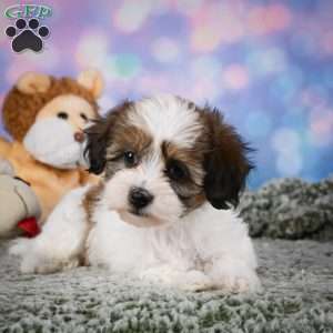 Ruby, Maltipoo Puppy