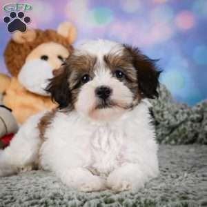 Ruby, Maltipoo Puppy