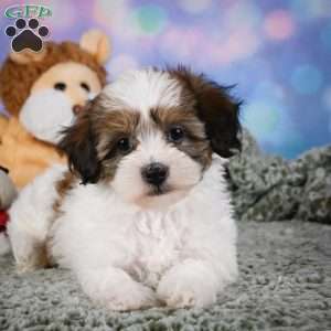 Ruby, Maltipoo Puppy