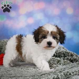 Ruby, Maltipoo Puppy