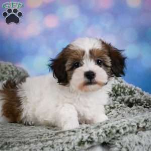 Ruby, Maltipoo Puppy