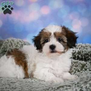 Ruby, Maltipoo Puppy