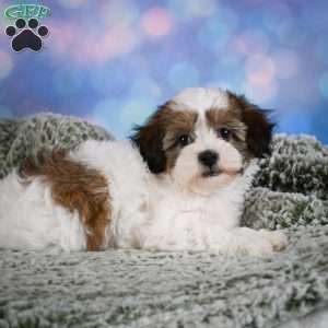 Ruby, Maltipoo Puppy