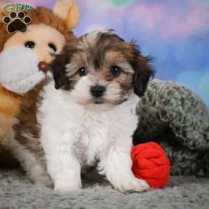 Rosie, Maltipoo Puppy